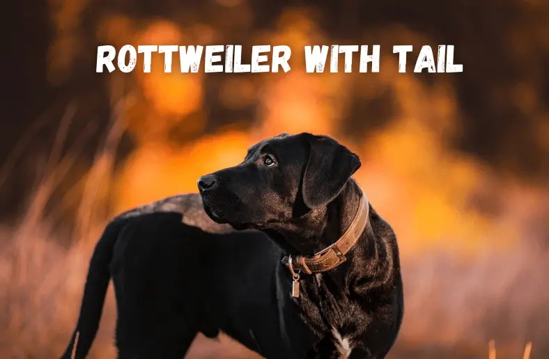 Rottweiler with Tail