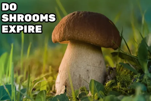 Do Shrooms Expire