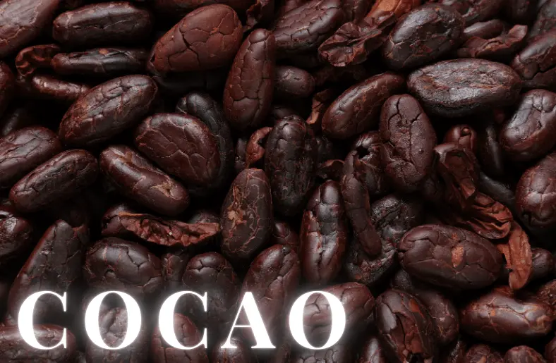 Cacao: A Superfood for Energy and Health - Techzype