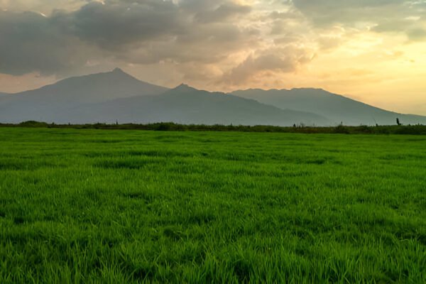 Greener Grass Landscaping