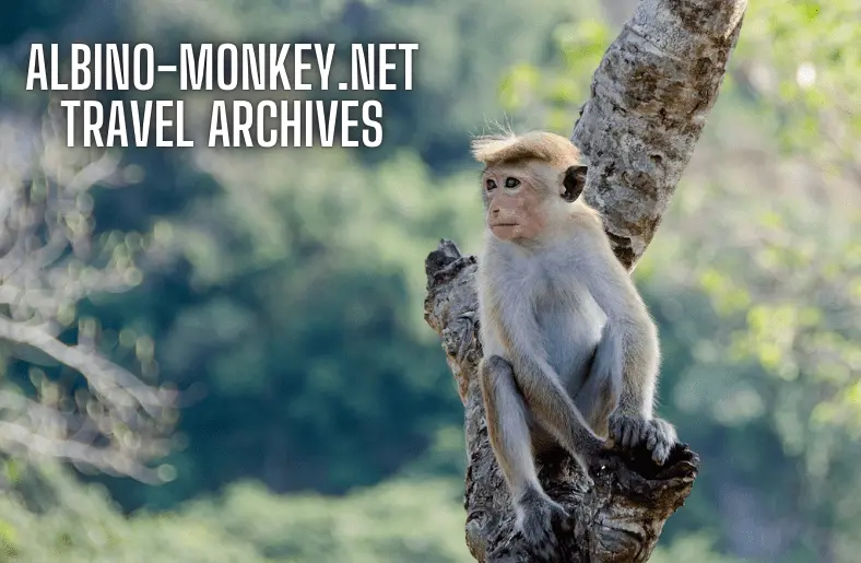 Albino-Monkey.net Travel Archives