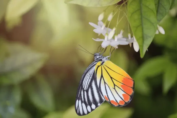 https://pussmoth.com/mariposas-palomas-o-globos